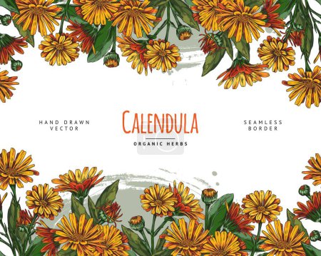 Illustration for Calendula flower frame. Vector seamless border for cards, invitations with endless design of bright flowers and buds. Herbal medicine banner with place for text. - Royalty Free Image