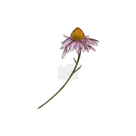 Ilustración de Hermosa flor de equinácea dibujada a mano. Flor realista Echinacea, una flor coneflower púrpura margarita en un tallo. Ayurvédico y Medicina cura vector de hierbas orgánicas sola ilustración botánica - Imagen libre de derechos