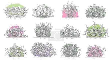 Micro green plants sprouts set, hand drawn sketch vector illustration isolated on white background. Sprouted seeds are green grass for vegan healthy nutrition.
