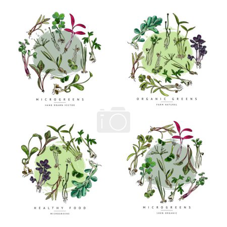 Set of microgreens, hand drawn vector compositions isolated on white background. Collection of detailed hand drawn sprouts and herbs with leaves, vintage plants in engraving style. Sketch style