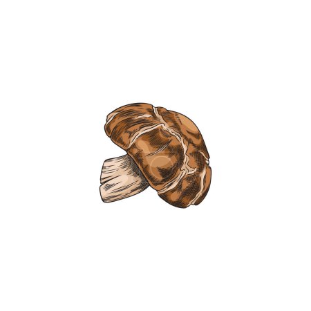 Shiitake mushroom illustration. Bright hand drawn shiitake mushroom presented in a graphic illustration on an isolated background. Ideal for food related designs.