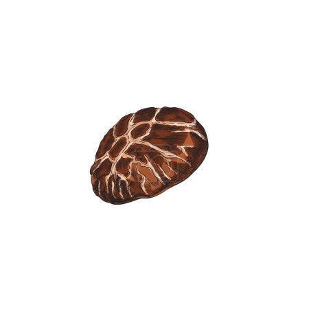 Detailed graphic of a shiitake mushroom cap. Vector illustration depicting a hand-drawn shiitake mushroom in color, suitable for presentation materials and organic food.