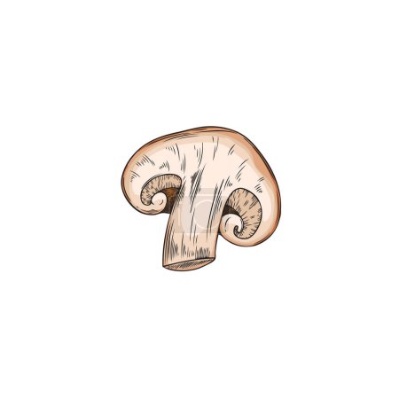 Organic shiitake mushroom vector illustration. Detailed graphic style drawn image of a mushroom cut in half on an isolated background, suitable for a food theme