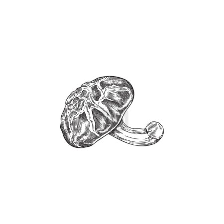 Croquis d'un champignon shiitake. Illustration vectorielle graphique détaillée de la nourriture végétarienne asiatique, illustration dessinée à la main en noir et blanc, isolée sur blanc.