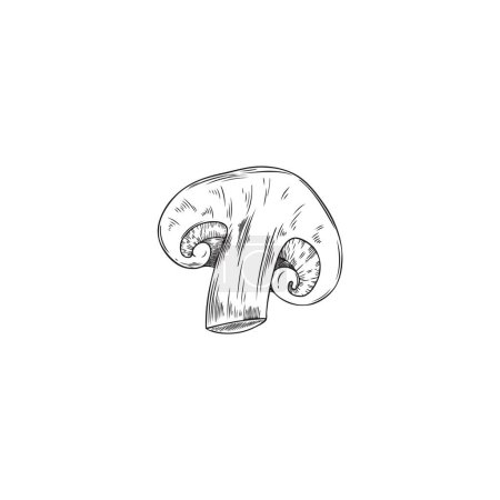 Illustration d'un champignon shiitake dessiné à la main, vue transversale. Nourriture gastronomique dessinée à la main, illustration vectorielle en noir et blanc sur fond isolé.