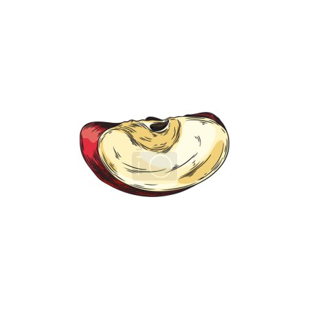 Colored pencil sketch of a cut apple slice. Graphic vector illustration showcases an organic product with detailed light and shadow on an isolated background.