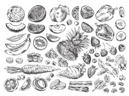 Disfrute de la combinación de frutas y verduras dibujadas en un vector. Dibujos de melocotón, limón y lima son ideales para crear logotipos e iconos de productos alimenticios orgánicos y naturales.