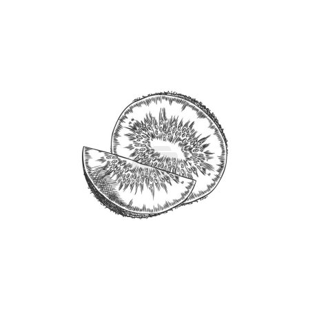 Mitad corte y rebanada de kiwi fruta grabado ilustración vectorial dibujado a mano. Bosquejo tropical de frutas en rodajas dulces. Granja de alimentos orgánicos saludables, snack de vitaminas naturales. Elemento de diseño del menú