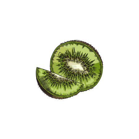 Mitad de corte y rebanada de kiwi fruta dibujado a mano ilustración vectorial. Bosquejo de piezas de fruta dulce verde tropical. Granja de alimentos orgánicos saludables, snack de vitaminas naturales. Elemento de diseño del menú