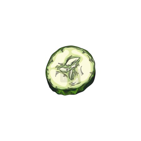Reife Gurken runde Scheibenvektorskizze. Saftiges frisches Gemüsestück mit kleinen Samen im Inneren und grüner Haut, die von Hand isoliert gezogen wird. Salatbestandteil, natürliche gesunde biologische Pflanzennahrung