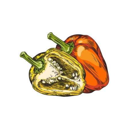 Ganze und halb geschnittene rote Paprika Vektorskizze. Handgezeichnete Illustration von reifem Bauerngemüse isoliert auf weiß. Salatbestandteil, natürliche gesunde biologische Pflanzennahrung