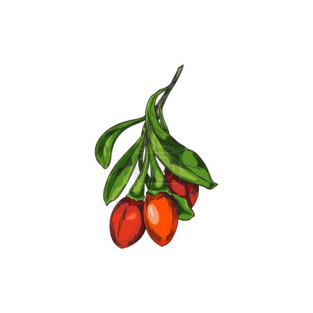 Téléchargez les illustrations : Un brin de baies de goji succulentes. Illustration vectorielle parfaite pour les thèmes diététiques et de bien-être, mettant en valeur les fruits vibrants. - en licence libre de droit