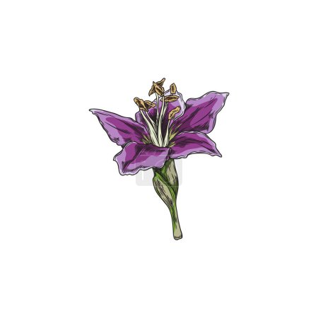 Téléchargez les illustrations : Élégante fleur de baies de goji. Illustration vectorielle capturant les détails délicats d'une fleur de goji pourpre, idéale pour les thèmes botaniques et agricoles. - en licence libre de droit