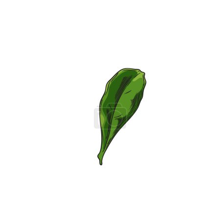 Illustration for Sketch of a goji berry leaf. Vector sketch of goji berry leaf. Hand drawn green foliage of Chinese wolfberry, on an isolated background. Botanical illustration design. - Royalty Free Image