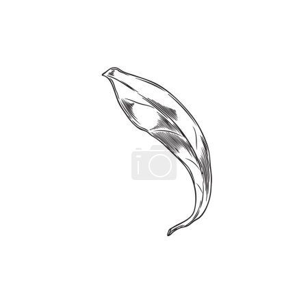 Illustration for Black and white vector sketch of goji berry leaf. Detailed illustration of a single Chinese wolfberry leaf, hand drawn on an isolated background for botanical design. - Royalty Free Image