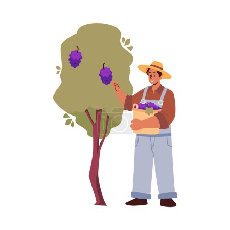 Téléchargez les illustrations : Récolte. Illustration vectorielle d'un homme avec un panier cueillant des grappes violettes de raisins dans une branche de vigne. Icône détaillée d'un employé d'une cave sur fond blanc - en licence libre de droit