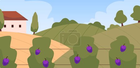 Rural vineyard landscape. Vector illustration of fields with rows of grapevines, trees, and a farmhouse against a blue sky.