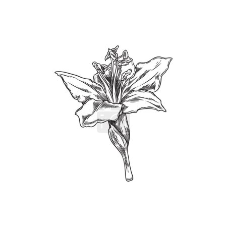 Téléchargez les illustrations : Illustration vectorielle botanique d'une fleur de baies de goji en fleurs, dans le style d'un croquis en noir et blanc. Icône de superaliments comestibles avec gravure détaillée sur fond blanc. - en licence libre de droit