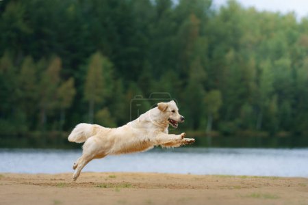 the dog jumps, flies on the beach on the lake, near the water. Active beautiful golden retriever in nature 