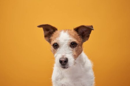 Foto de Lindo perrito sobre un fondo amarillo. Jack Russell Terrier posando, mascota feliz - Imagen libre de derechos