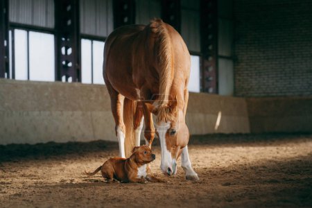 Hund und ein rotes Pferd im Stall. Staffordshire Bull Terrier kommunizieren miteinander 