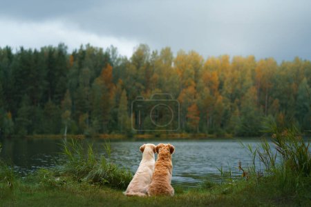 Foto de Dos perros en el bosque verde. Linda pareja de mascotas. Golden Retriever en la naturaleza - Imagen libre de derechos