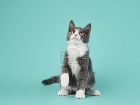gatito gris y blanco jugar sobre un fondo de menta. joven lindo gato en el estudio