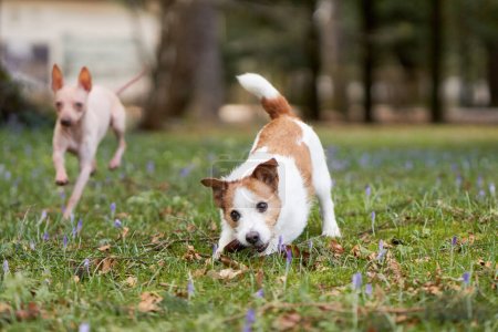 Hund spielt mit einer Beule. Aktive Jack Russell Terrier auf Gras, im Park. Spaziergang mit einem Haustier