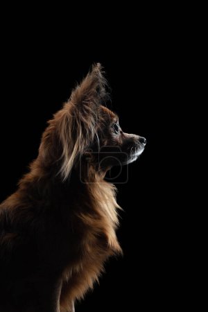 Téléchargez les photos : Portrait d'un terrier jouet aux cheveux longs de profil. Chien sur fond noir, silhouette - en image libre de droit