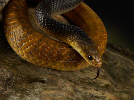 Photo for Yellow Drymarchon on the black background of cameos, fog. snake art - Royalty Free Image