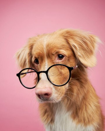 Lustiger Hund mit Brille. Nova Scotia Duck Tolling Retriever, Toller auf rosa Hintergrund im Studio