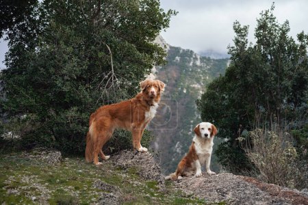 two red-white dogs against the backdrop of mountains in the park. Pet in the forest. Happy Nova Scotia Retriever and Mix of Breeds