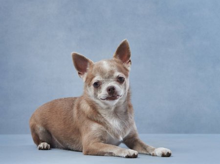 Téléchargez les photos : Chihuahua sur fond bleu. Portrait d'un beau petit chien en studio. Drôle animal de compagnie - en image libre de droit