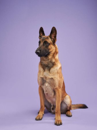 Téléchargez les photos : Malinois sur fond lilas. Portrait d'un chien mignon dans un studio photo - en image libre de droit