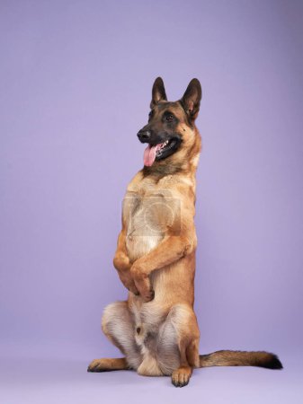 Téléchargez les photos : Malinois sur fond lilas. Portrait d'un chien mignon dans un studio photo - en image libre de droit