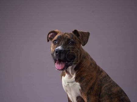 chien sur fond gris. chiot Brindle Staffordshire Terrier dans un studio de photo. Animaux domestiques à l'intérieur