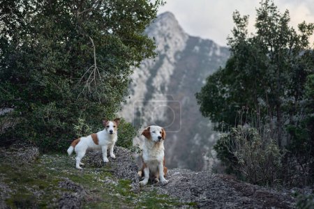 Two red-white dogs against the backdrop of mountains in the park. Pet in the forest. Happy Jack Russell Terrier and Mix of Breeds