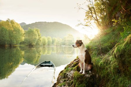 Photo for Dog in a boat at sunrise. Beautiful pet on a morning walk. Adventure, active lifestyle, health - Royalty Free Image