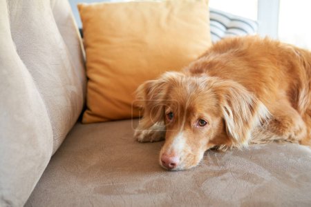 Téléchargez les photos : Le chien posa sa tête sur le canapé. Nouvelle-Écosse canard péage récupérateur à la maison - en image libre de droit