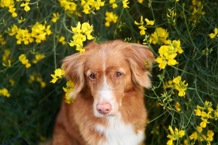 Photo for Dog in yellow colors. Summer mood. Nova Scotia duck tolling retriever in flowers. Toller, pet outdoors - Royalty Free Image