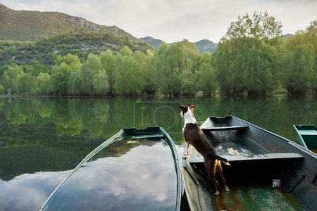 Foto de Perro en barco al amanecer. Hermosa mascota en un paseo matutino. Aventura, estilo de vida activo, salud, lago, río - Imagen libre de derechos