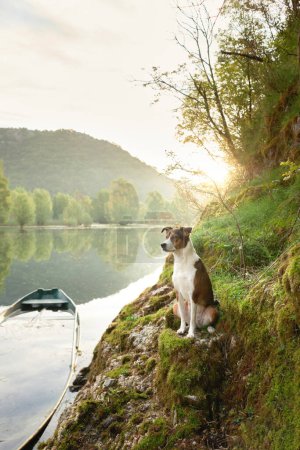 Photo for Dog on boat at sunrise. Beautiful pet on a morning walk. Adventure, active lifestyle, health, lake, river - Royalty Free Image