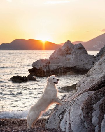 Téléchargez les photos : Beau chien au coucher du soleil sur la mer. Golden Retriever dans la nature. animal de compagnie sur une promenade - en image libre de droit