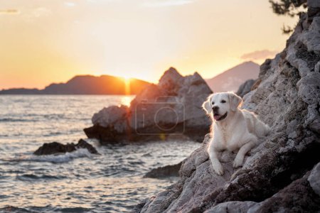 Foto de Bonito perro al atardecer en el mar. Golden Retriever en la naturaleza. mascota en un paseo - Imagen libre de derechos