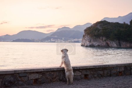 Foto de Bonito perro al atardecer en el mar. Golden Retriever en la naturaleza. mascota en un paseo - Imagen libre de derechos
