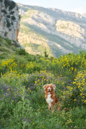 Photo for Dog in wildflowers against the backdrop of mountains. Summer mood. Nova Scotia duck tolling retriever in flowers. Toller, pet outdoors - Royalty Free Image