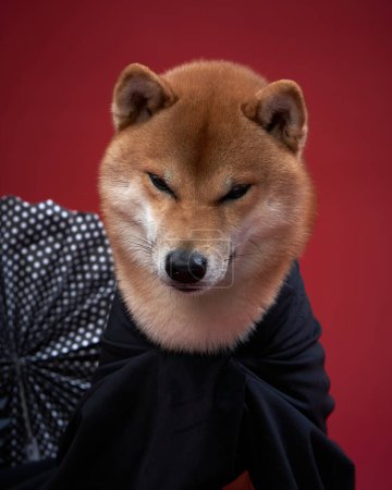 Foto de Perro disfrazado de carnaval. Shiba Inu en el estudio. Divertida foto de Halloween - Imagen libre de derechos