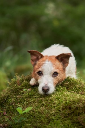 Photo for The dog laid its head on the moss. Cute jack russell terrier in green nature - Royalty Free Image
