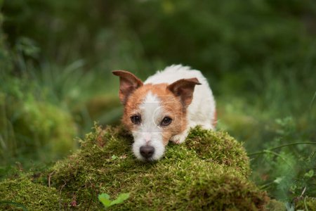 Photo for The dog laid its head on the moss. Cute jack russell terrier in green nature - Royalty Free Image
