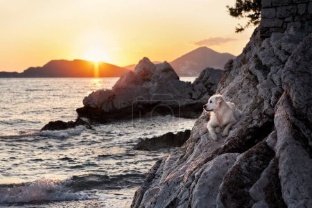 Foto de Bonito perro al atardecer en la roca en el mar. Golden Retriever en la naturaleza. mascota en un paseo - Imagen libre de derechos